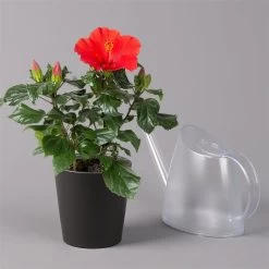 Hibiskus, Rot, In Keramiktopf Dallas Anthrazit, Topf-Ø 13 Cm, 2er-Set -Fashion Garden Store 0213100230 Hibiscus rot Topf Dallas anthrazit 3