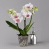 Phalaenopsis 'Spirit' Weiß Gesprenkelt, 2 Rispen, Topf-Ø 12 Cm, Höhe Ca. 50 Cm 1 Phalaenopsis 'Spirit' Weiß Gesprenkelt, 2 Rispen, Topf-Ø 12 Cm, Höhe Ca. 50 Cm -Fashion Garden Store 0215152574 phalaenopsis spirit white special 1 122934