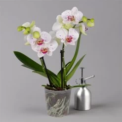 Phalaenopsis 'Spirit' Weiß Gesprenkelt, 2 Rispen, Topf-Ø 12 Cm, Höhe Ca. 50 Cm