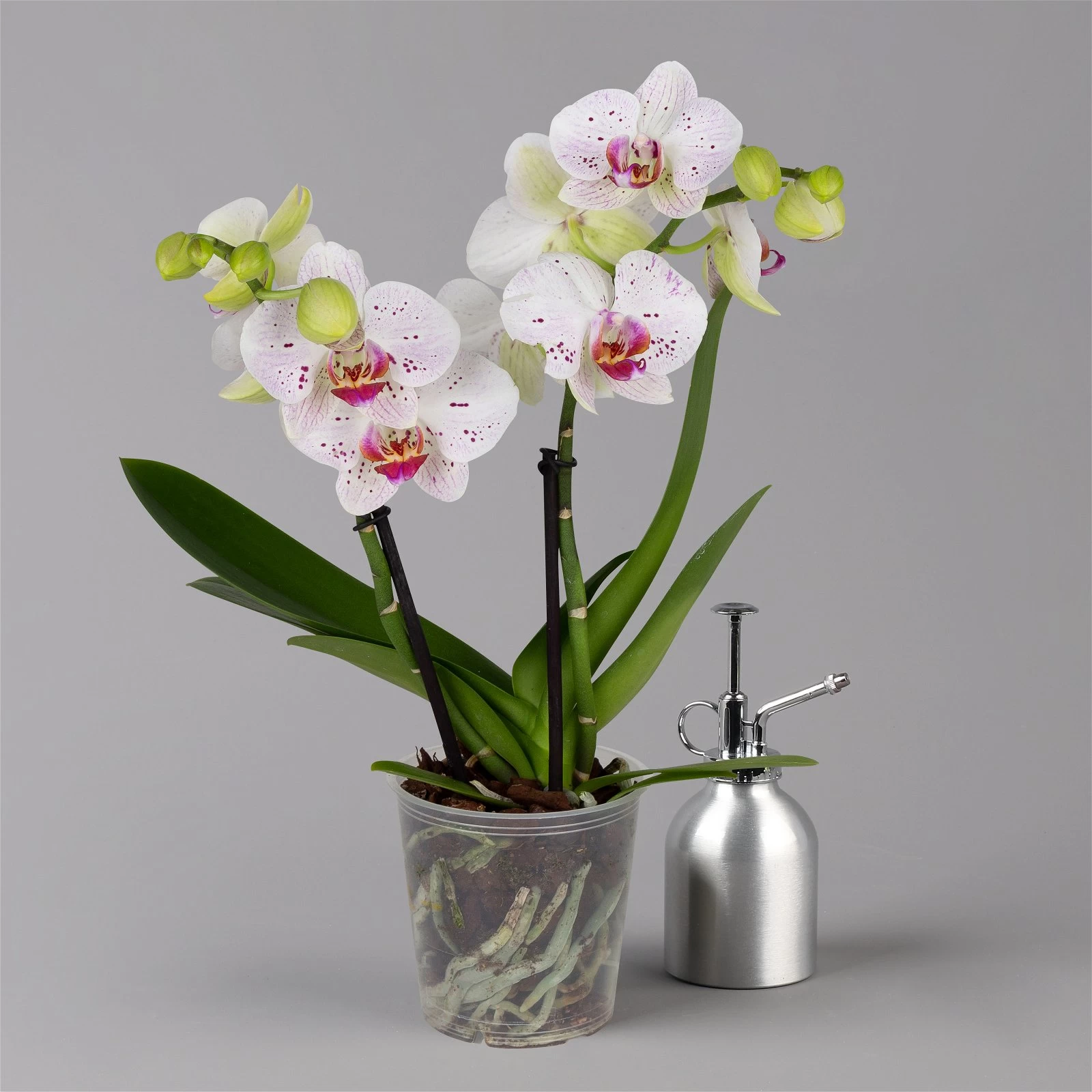 Phalaenopsis 'Spirit' Weiß Gesprenkelt, 2 Rispen, Topf-Ø 12 Cm, Höhe Ca. 50 Cm 3 Phalaenopsis 'Spirit' Weiß Gesprenkelt, 2 Rispen, Topf-Ø 12 Cm, Höhe Ca. 50 Cm