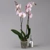 Phalaenopsis Hellrosa, 2 Rispen, Topf-Ø 12 Cm, Höhe Ca. 65 Cm -Fashion Garden Store 0215152704 0215152626 phalaenopsis midi light pink 3 122937