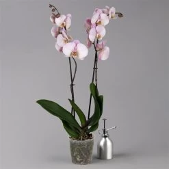 Phalaenopsis Hellrosa, 2 Rispen, Topf-Ø 12 Cm, Höhe Ca. 65 Cm