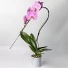 Schmetterlingsorchidee 'Swan', Rosa, Topf-Ø 12 Cm, Höhe Ca. 65 Cm -Fashion Garden Store 0215250486 Phalaenopsis Swan rosa T12 1 117176