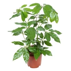 Schefflera Actinophylla 'Amate', Topf-Ø 24 Cm, Höhe Ca. 85 Cm