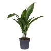 Schusterpalme, Topf-Ø 17 Cm, Höhe Ca. 70 Cm 1 Schusterpalme, Topf-Ø 17 Cm, Höhe Ca. 70 Cm -Fashion Garden Store 0220102508 Aspidistra Elatior 17cm T H 70cm