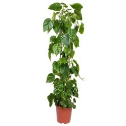 Philodendron Scandens Mit Moosstab, Topf-Ø 24 Cm, Höhe Ca. 120 Cm