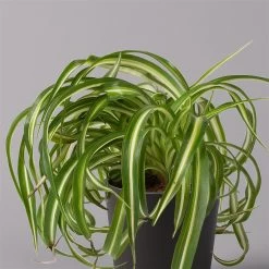 Grünlilie 'Bonnie' Mit Keramiktopf Dallas Anthrazit, Topf-Ø 12 Cm, 3er-Set -Fashion Garden Store 0220108128 Chlorophyt Bonnie Dallas anthraz 2