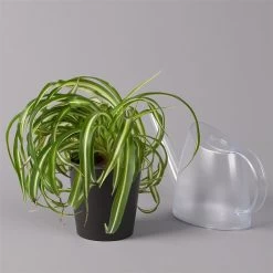 Grünlilie 'Bonnie' Mit Keramiktopf Dallas Anthrazit, Topf-Ø 12 Cm, 3er-Set -Fashion Garden Store 0220108128 Chlorophyt Bonnie Dallas anthraz 3