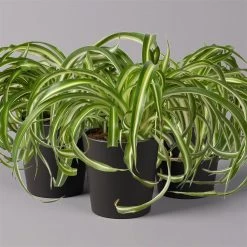 Grünlilie 'Bonnie' Mit Keramiktopf Dallas Anthrazit, Topf-Ø 12 Cm, 3er-Set