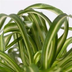 Grünlilie 'Bonnie' Mit Keramiktopf Dallas Anthrazit, Topf-Ø 12 Cm, 3er-Set -Fashion Garden Store 0220108128 Chlorophyt Bonnie Dallas anthraz 4