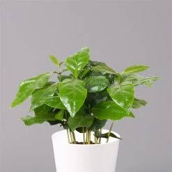 Kaffeestrauch Mit Keramiktopf Dallas Weiß, Topf-Ø 12cm, Höhe Ca. 25 Cm, 2er-Set -Fashion Garden Store 0220108253 Coffea arabica Dallas weiss 2