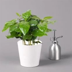 Kaffeestrauch Mit Keramiktopf Dallas Weiß, Topf-Ø 12cm, Höhe Ca. 25 Cm, 2er-Set -Fashion Garden Store 0220108253 Coffea arabica Dallas weiss 3