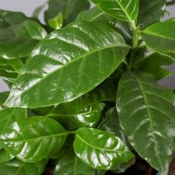 Kaffeestrauch Mit Keramiktopf Dallas Weiß, Topf-Ø 12cm, Höhe Ca. 25 Cm, 2er-Set -Fashion Garden Store 0220108253 Coffea arabica Dallas weiss 4