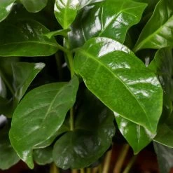 Kaffeestrauch Mit Keramiktopf Dallas Weiß, Topf-Ø 12cm, Höhe Ca. 25 Cm, 2er-Set -Fashion Garden Store 0220108253 Coffea arabica Dallas weiss 5