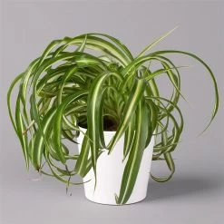 Grünlilie 'Bonnie' Mit Keramiktopf Dallas Weiß, Topf-Ø 12 Cm, Höhe Ca. 25 Cm