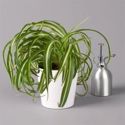 Grünlilie 'Bonnie' Mit Keramiktopf Dallas Weiß, Topf-Ø 12 Cm, Höhe Ca. 25 Cm -Fashion Garden Store 0220108254 Chlorophyt Bonnie in Topf Dallas weiss 32