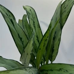 Aglaonema 'Cutlass', Mit Übertopf Dallas Weiß, Topf-Ø 12 Cm 18 Aglaonema 'Cutlass', Mit Übertopf Dallas Weiß, Topf-Ø 12 Cm -Fashion Garden Store 0220108452 T12 0220108593 Aglaonema Cutlass Dallas weiss 14cm 3 125633