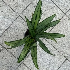 Aglaonema 'Cutlass', Mit Übertopf Dallas Weiß, Topf-Ø 12 Cm 20 Aglaonema 'Cutlass', Mit Übertopf Dallas Weiß, Topf-Ø 12 Cm -Fashion Garden Store 0220108452 T12 0220108593 Aglaonema Cutlass Dallas weiss 14cm 4 125631