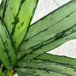 Aglaonema 'Cutlass', Mit Übertopf Dallas Weiß, Topf-Ø 12 Cm 19 Aglaonema 'Cutlass', Mit Übertopf Dallas Weiß, Topf-Ø 12 Cm -Fashion Garden Store 0220108452 T12 0220108593 Aglaonema Cutlass Dallas weiss 14cm 6 125634