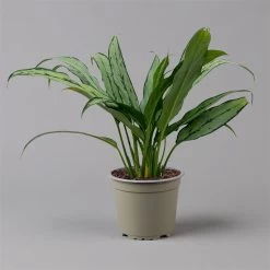 Aglaonema 'Cutlass', Mit Übertopf Dallas Weiß, Topf-Ø 12 Cm 21 Aglaonema 'Cutlass', Mit Übertopf Dallas Weiß, Topf-Ø 12 Cm -Fashion Garden Store 0220108452 T12 0220108593 Aglaonema Cutlass Dallas weiss 14cm f 126165