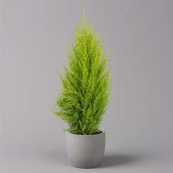 Zimmerzypresse 'Goldcrest Wilma', Topf-Ø 13 Cm, 3er-Set 9 Zimmerzypresse 'Goldcrest Wilma', Topf-Ø 13 Cm, 3er-Set -Fashion Garden Store 0220108501 Cupressus Goldcrest Wilma 13cm 3er set z1 116546