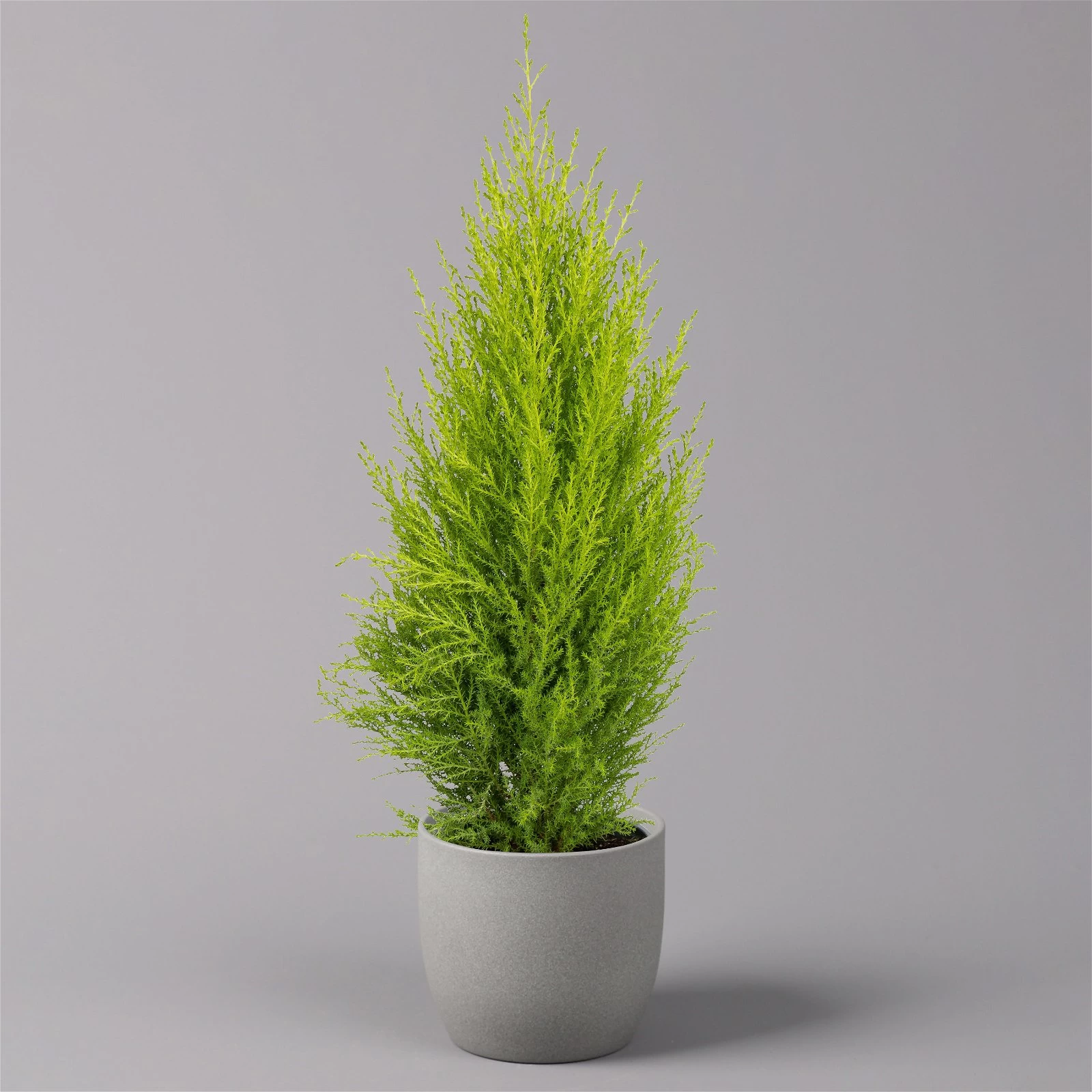 Zimmerzypresse 'Goldcrest Wilma', Topf-Ø 13 Cm, 3er-Set 5 Zimmerzypresse 'Goldcrest Wilma', Topf-Ø 13 Cm, 3er-Set – Bild 3