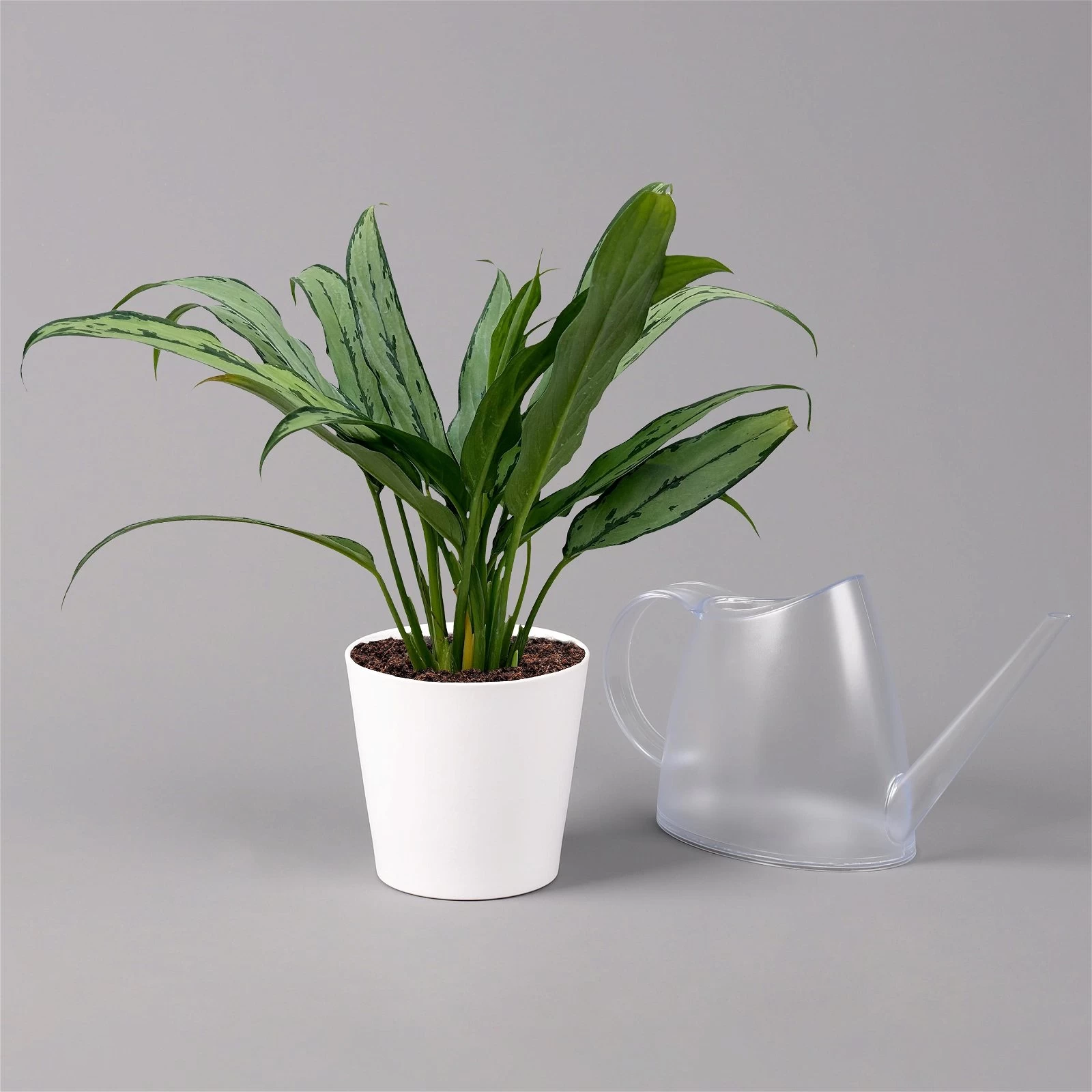 Aglaonema 'Cutlass', Mit Übertopf Dallas Weiß, Topf-Ø 12 Cm 3 Aglaonema 'Cutlass', Mit Übertopf Dallas Weiß, Topf-Ø 12 Cm