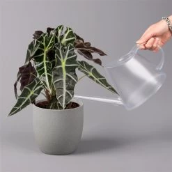 Alocasia 'Polly', Topf-Ø 17 Cm, Höhe Ca. 45 Cm -Fashion Garden Store 0220110100 Alocasia Polly 13