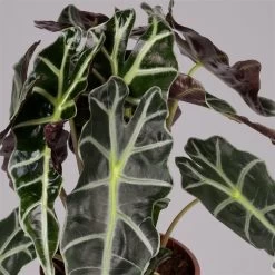 Alocasia 'Polly', Topf-Ø 17 Cm, Höhe Ca. 45 Cm -Fashion Garden Store 0220110100 Alocasia Polly 2