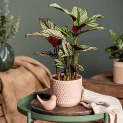 Calathea Majestica 'Whitestar', Topf-Ø 14 Cm, Höhe Ca. 35-45 Cm -Fashion Garden Store 0220160027 Calathea majestica Whitestar 1