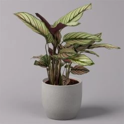 Calathea Majestica 'Whitestar', Topf-Ø 14 Cm, Höhe Ca. 35-45 Cm
