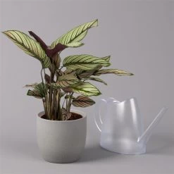 Calathea Majestica 'Whitestar', Topf-Ø 14 Cm, Höhe Ca. 35-45 Cm -Fashion Garden Store 0220160027 Calathea majestica Whitestar 14cm 3