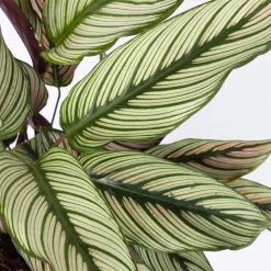 Calathea Majestica 'Whitestar', Topf-Ø 14 Cm, Höhe Ca. 35-45 Cm -Fashion Garden Store 0220160027 Calathea majestica Whitestar 14cm 4