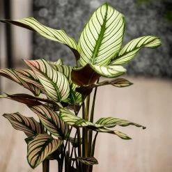 Calathea Majestica 'Whitestar', Topf-Ø 14 Cm, Höhe Ca. 35-45 Cm -Fashion Garden Store 0220160027 Calathea majestica Whitestar 2