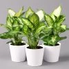 Dieffenbachie 'Camilla' Mit Keramiktopf Dallas Weiß, Topf-Ø12cm, 3er-Set -Fashion Garden Store 0220170075 Dieffenbachia Camilla Dallas weiss 3er Set2