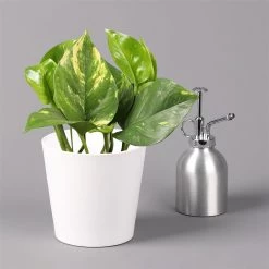 Efeutute Mit Keramiktopf Dallas Weiß, Topf-Ø 12 Cm, Höhe Ca. 15 Cm -Fashion Garden Store 0220180187 Epipremum pinn Dallas weiss 3