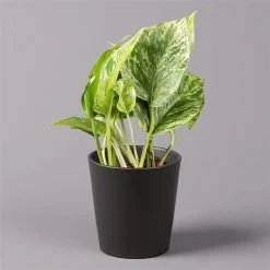 Efeutute 'Marble Queen' Inkl. Topf Dallas Anthrazit, Topf-Ø 12 Cm, Höhe Ca. 15cm