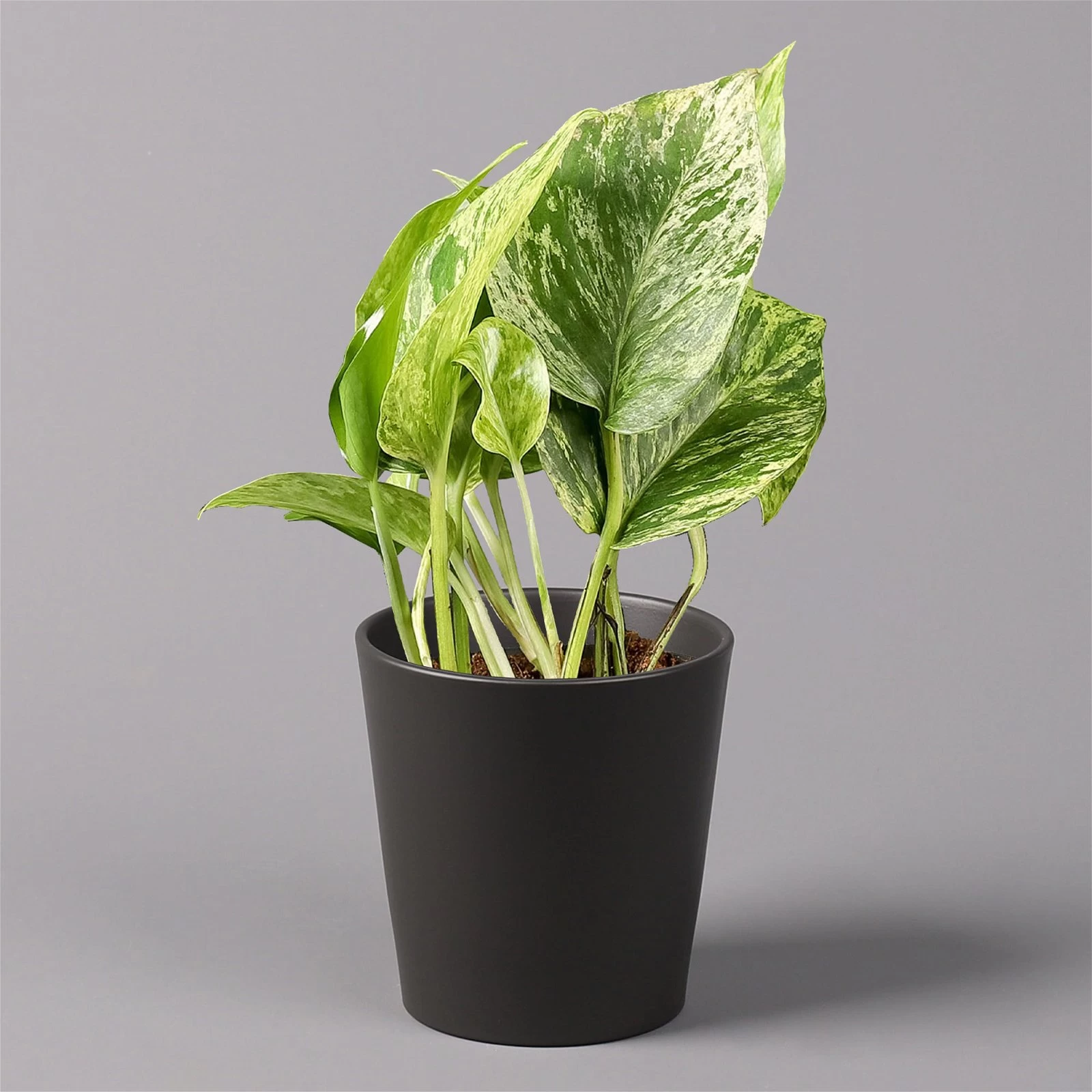 Efeutute 'Marble Queen' Inkl. Topf Dallas Anthrazit, Topf-Ø 12 Cm, Höhe Ca. 15cm 3 Efeutute 'Marble Queen' Inkl. Topf Dallas Anthrazit, Topf-Ø 12 Cm, Höhe Ca. 15cm