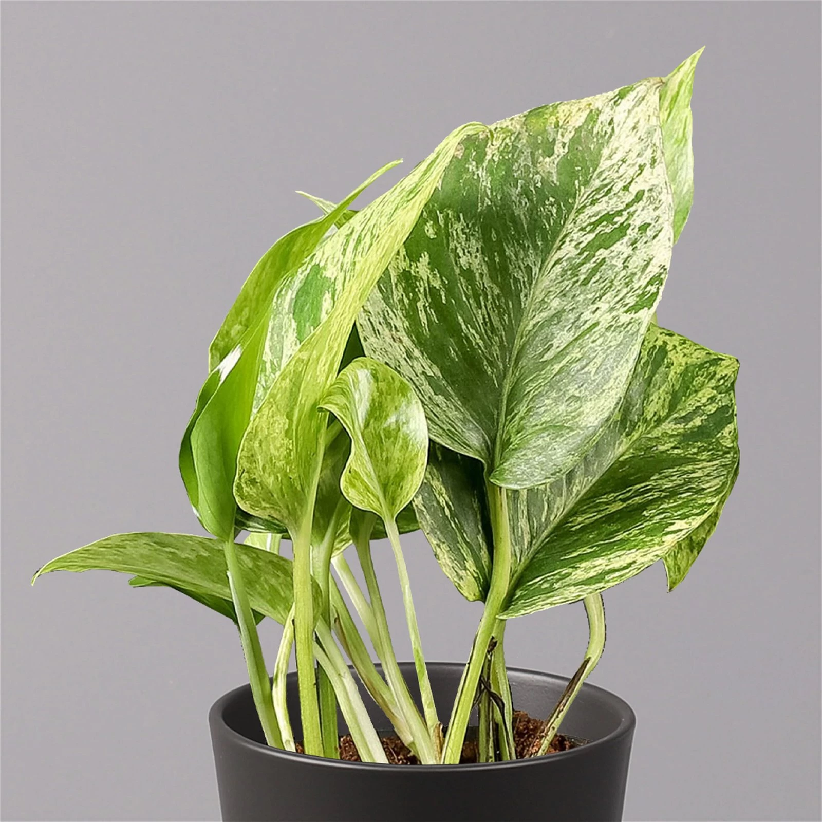 Efeutute 'Marble Queen' Inkl. Topf Dallas Anthrazit, Topf-Ø 12 Cm, Höhe Ca. 15cm 4 Efeutute 'Marble Queen' Inkl. Topf Dallas Anthrazit, Topf-Ø 12 Cm, Höhe Ca. 15cm – Bild 2