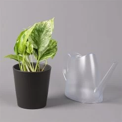 Efeutute 'Marble Queen' Inkl. Topf Dallas Anthrazit, Topf-Ø 12 Cm, Höhe Ca. 15cm 11 Efeutute 'Marble Queen' Inkl. Topf Dallas Anthrazit, Topf-Ø 12 Cm, Höhe Ca. 15cm -Fashion Garden Store 0220180206 Epipr Marble Queen Topf Dallas anthrazit 3