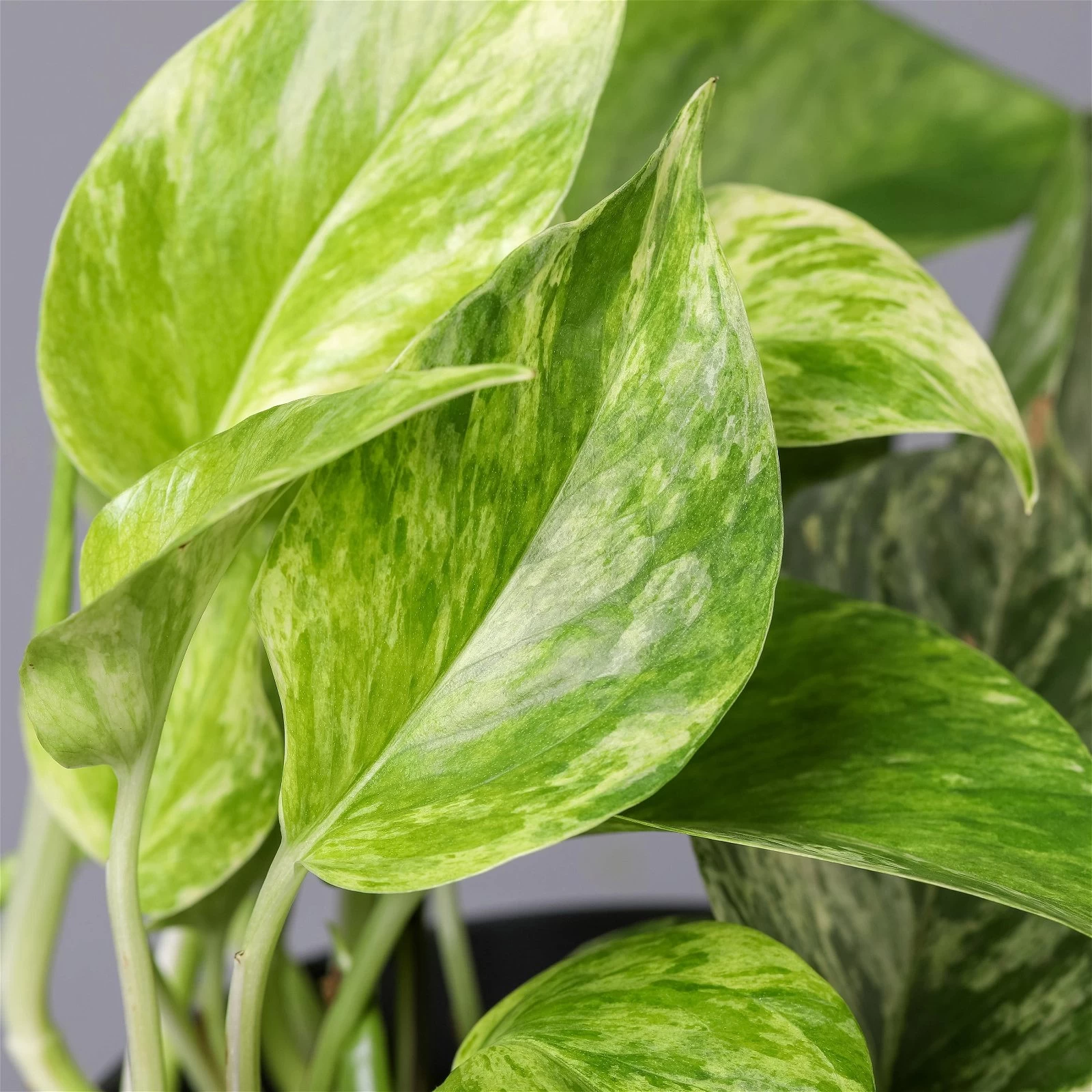 Efeutute 'Marble Queen' Inkl. Topf Dallas Anthrazit, Topf-Ø 12 Cm, Höhe Ca. 15cm 6 Efeutute 'Marble Queen' Inkl. Topf Dallas Anthrazit, Topf-Ø 12 Cm, Höhe Ca. 15cm – Bild 4