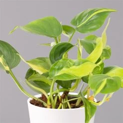 Philodendron 'Brasil' In Keramiktopf Dallas Weiß, Topf-Ø 12 Cm, 3er-Set -Fashion Garden Store 0220180291 Philo scandens Brasil in Dallas weiss 12cm 3er Set 3 114655