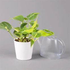 Philodendron 'Brasil' In Keramiktopf Dallas Weiß, Topf-Ø 12 Cm, 3er-Set -Fashion Garden Store 0220180291 Philo scandens Brasil in Dallas weiss 12cm 3er Set 4 114656