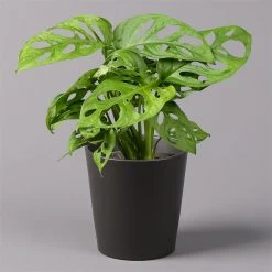 Monstera Adansonii Inkl. Topf Dallas Anthrazit, Topf-Ø 12 Cm, Höhe Ca. 25 Cm