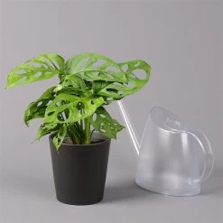 Monstera Adansonii Inkl. Topf Dallas Anthrazit, Topf-Ø 12 Cm, Höhe Ca. 25 Cm -Fashion Garden Store 0220350066 Monstera adan Dallas anthrazit 32