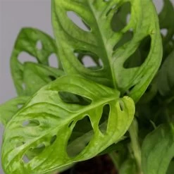 Monstera Adansonii Inkl. Topf Dallas Anthrazit, Topf-Ø 12 Cm, Höhe Ca. 25 Cm -Fashion Garden Store 0220350066 Monstera adan Dallas anthrazit 42