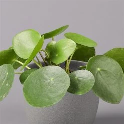 Pilea Peperomioides, Topf-Ø 12 Cm, Höhe Ca. 20 Cm, 3er-Set -Fashion Garden Store 0220450177 Pilea peperomoides T12 2