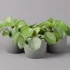 Pilea Peperomioides, Topf-Ø 12 Cm, Höhe Ca. 20 Cm, 3er-Set