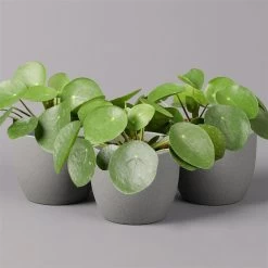 Pilea Peperomioides, Topf-Ø 12 Cm, Höhe Ca. 20 Cm, 3er-Set