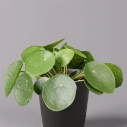 Pilea Peperomioides In Topf Anthrazit, Topf-Ø 12 Cm, H: Ca. 20 Cm, 3er-Set -Fashion Garden Store 0220450180 Pilea peperomioides Dallas anthrazit 2